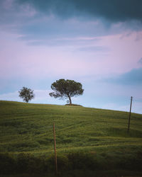 Trees on field against sky