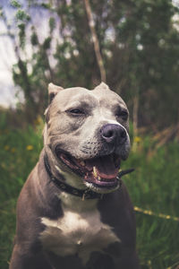 Close-up of dog