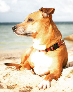 Dog looking away while sitting on beach