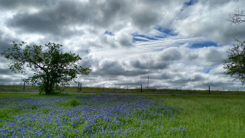 Scenic view of grassy field against cloudy sky