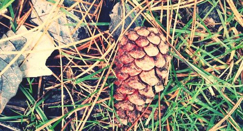Close-up of pine cone on field
