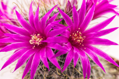 Close-up of pink flower