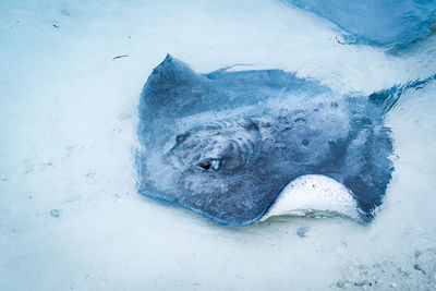 High angle view of stingray swimming in sea