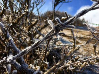 Close-up of snow on bare tree