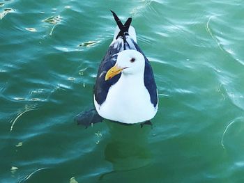 High angle view of duck swimming in lake