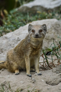 Close-up portrait of cat on rock