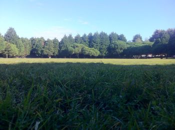 Trees on grassy field