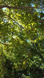 Low angle view of trees