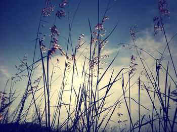 Low angle view of plants against sky