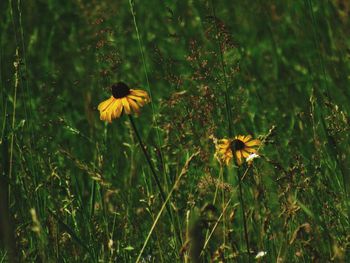 Yellow flowers blooming in field