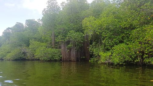 Scenic view of river in forest against sky