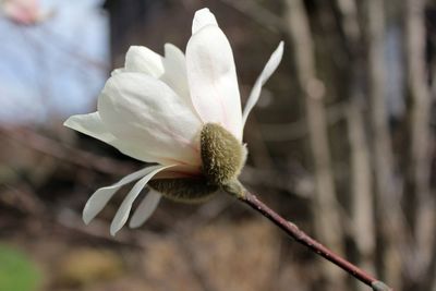 Close-up of white flowers