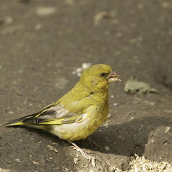 Close-up of bird perching on a land