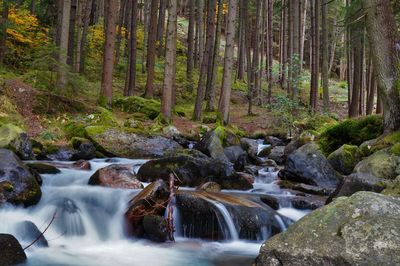 Scenic view of waterfall in forest