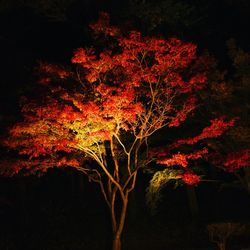 Low angle view of autumnal trees