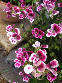 High angle view of pink flowering plants