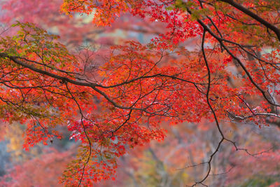 Low angle view of maple tree against orange sky