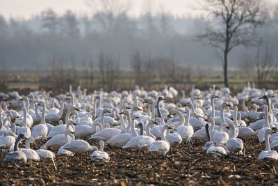 White flock of sheep on field