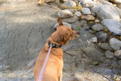 Dog standing on ground