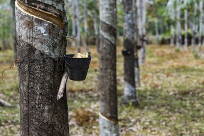 Close-up of tree trunk in forest