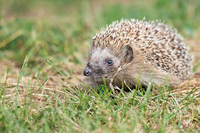 Close-up of an animal