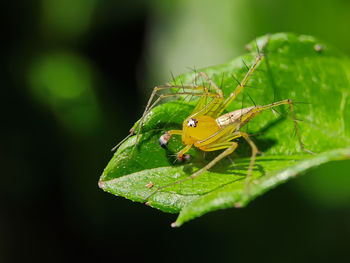 Close-up of insect on leaf