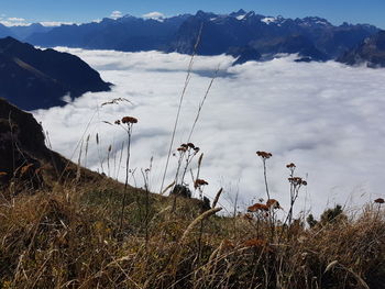 Plants growing on land against sky