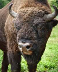 Portrait of a wisent which is a european buffalo