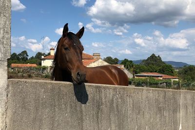 Horse standing in ranch against sky