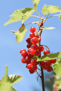 Low angle view of berries on tree against sky