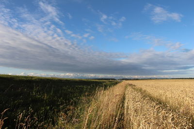 Scenic view of agricultural field against sky