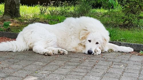 White dog resting on footpath