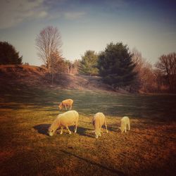 Sheep grazing in a field