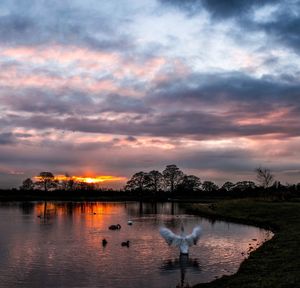 Birds in lake against sky during sunset