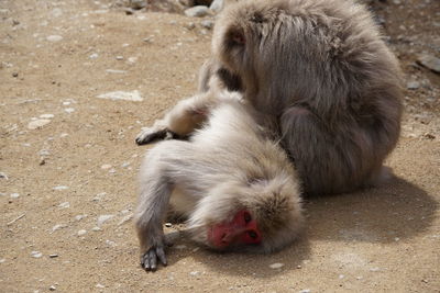 High angle view of monkey relaxing on land