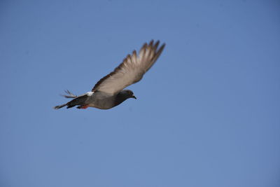 Low angle view of seagull flying in sky