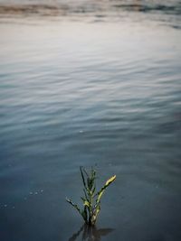 Close-up of plant floating on lake