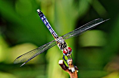 Close-up of dragonfly