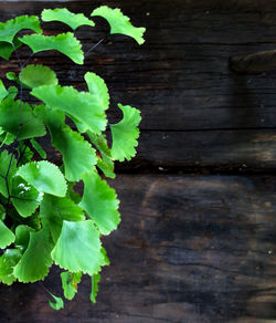 Close-up of leaves on wooden wall