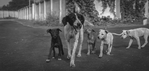 Dogs walking on street