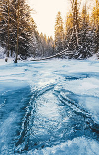 Close-up of frozen trees during winter
