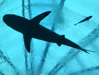 underwater