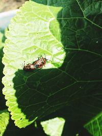 Close-up of insect on leaf