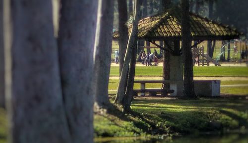 Trees growing in park
