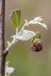 Close-up of green plant