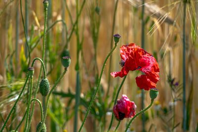 Close-up of red flowering plant