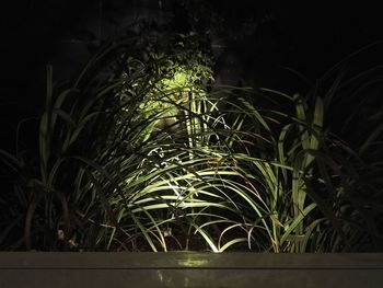 Plants growing at night