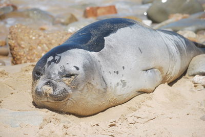 Close-up of animal resting on beach