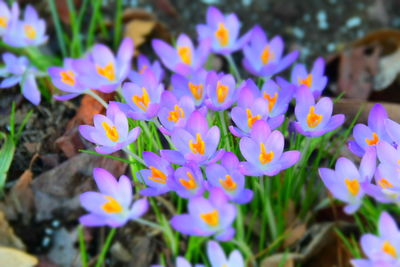 Close-up of crocus blooming outdoors