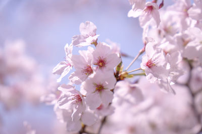 Close-up of cherry blossom